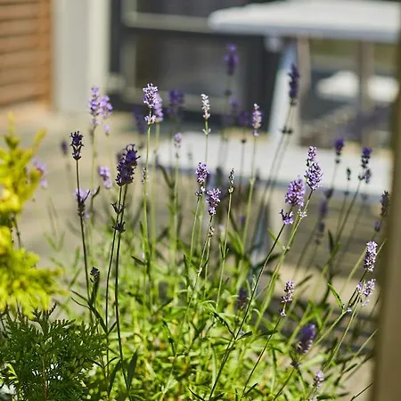 Lawendowy Zakatek シャノジェンティ