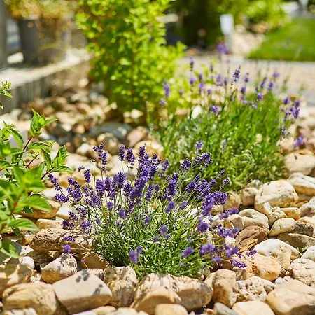 Lawendowy Zakatek ホームステイ *