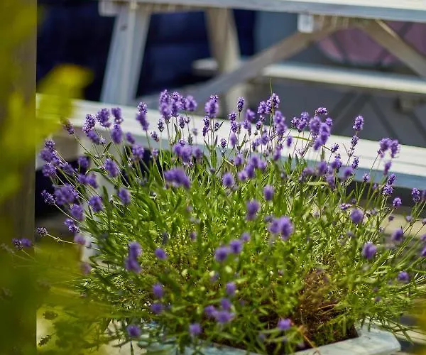 民宿 Lawendowy Zakatek 辛安诺泽蒂