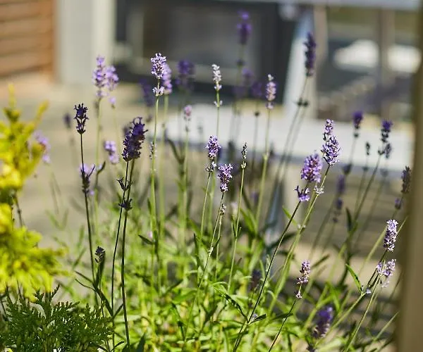 Lawendowy Zakatek 辛安诺泽蒂